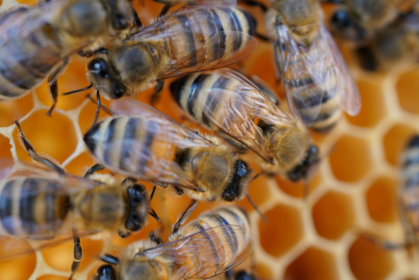 Gros plan abeilles sur un cadre de cire