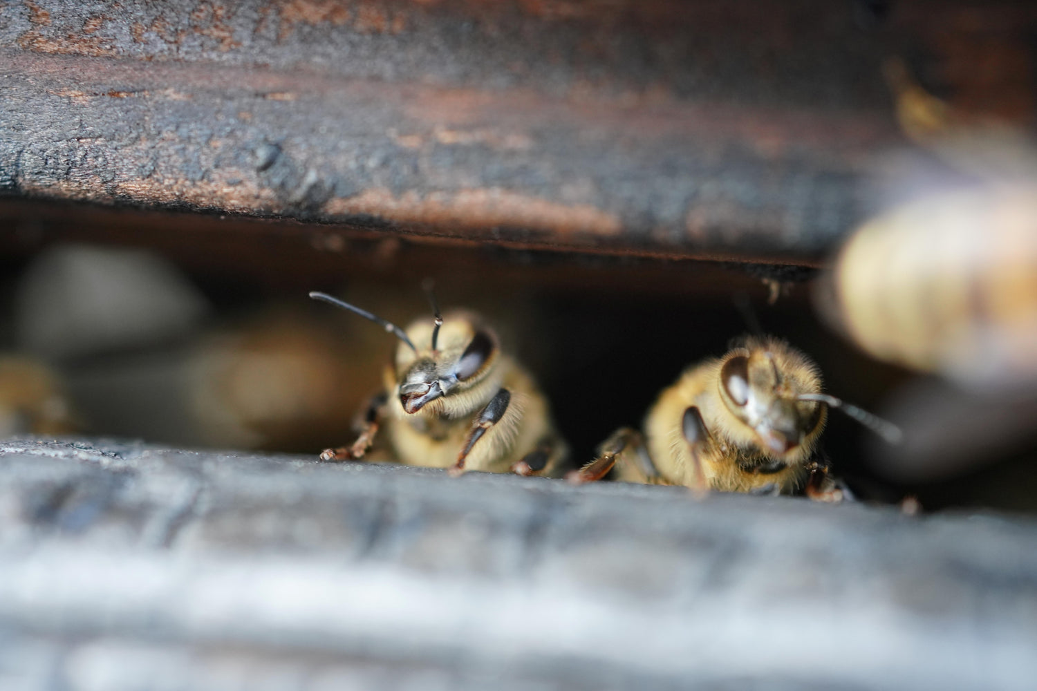 Abeilles de Paris sortant d’une ruche en bois brûlé – Les Ruches Noires