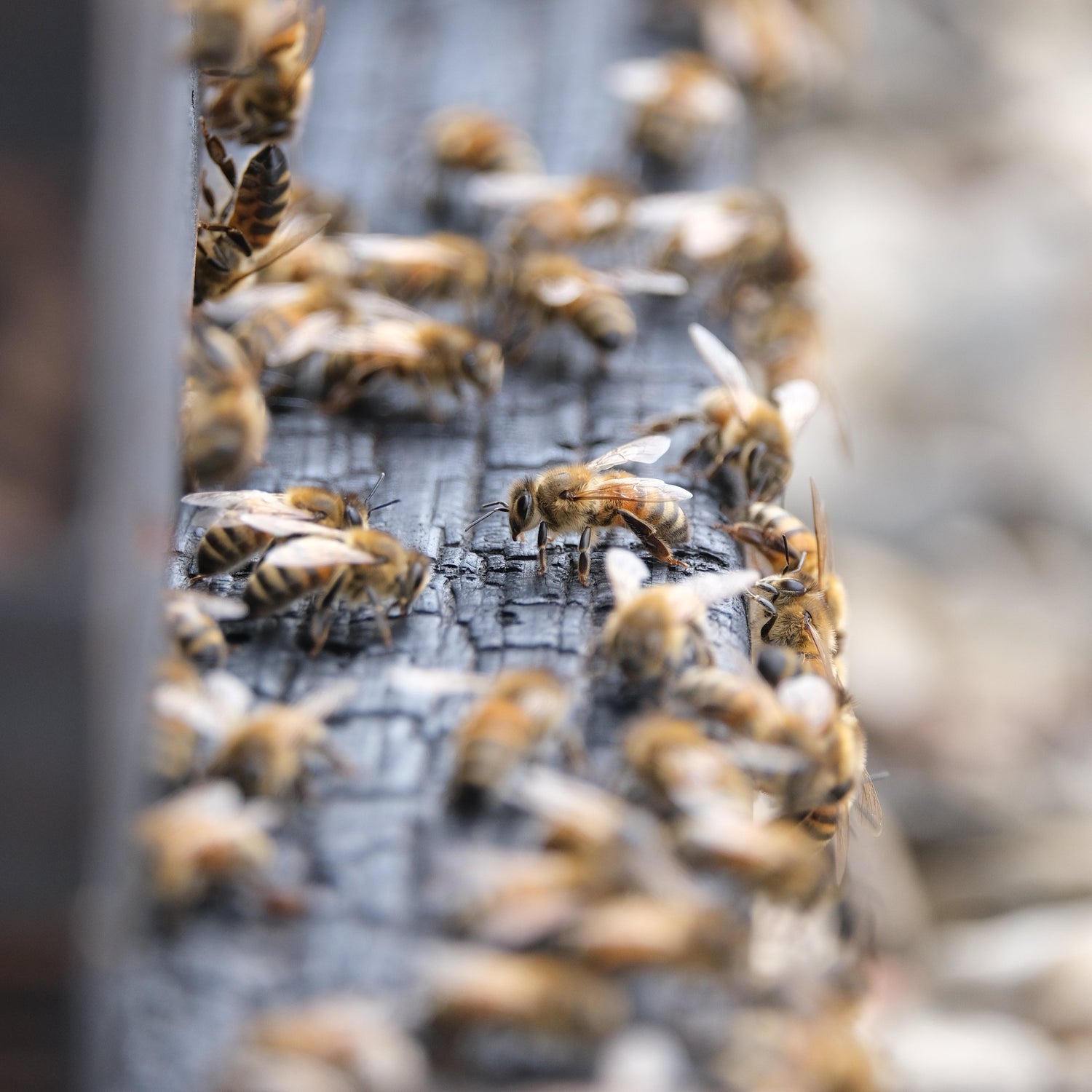 Abeilles à l’entrée d’une ruche en bois brûlé – apiculture urbaine artisanale à Paris