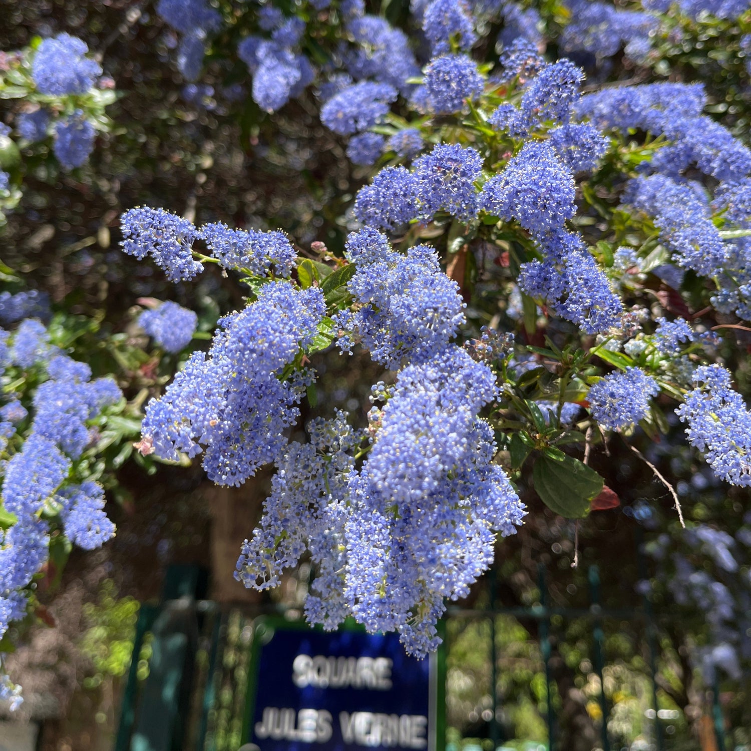 Arbre en fleurs dans un square parisien – reflet du terroir floral de Paris au printemps