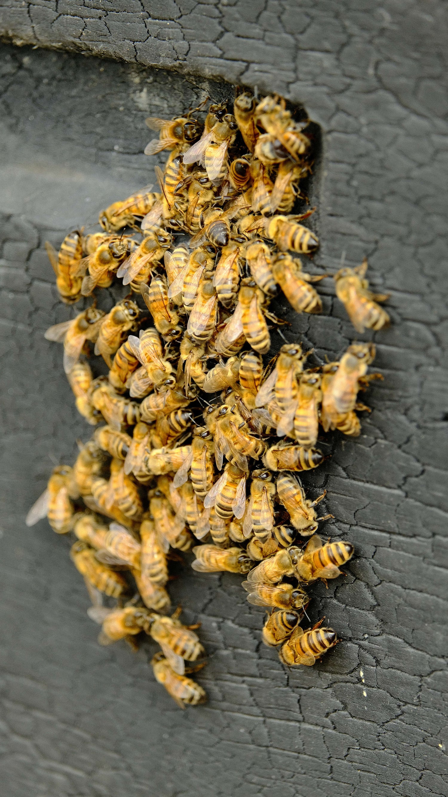 Amas d’abeilles sur la face d’une ruche en bois brûlé Les Ruches Noires à Paris