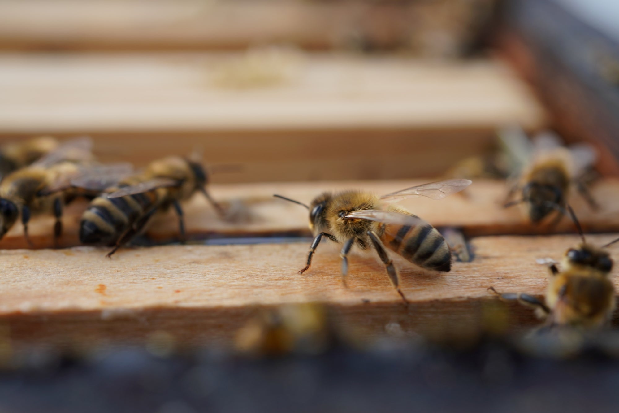 Abeille posée sur une tête de cadre de ruche en bois clair à Paris – Les Ruches Noires