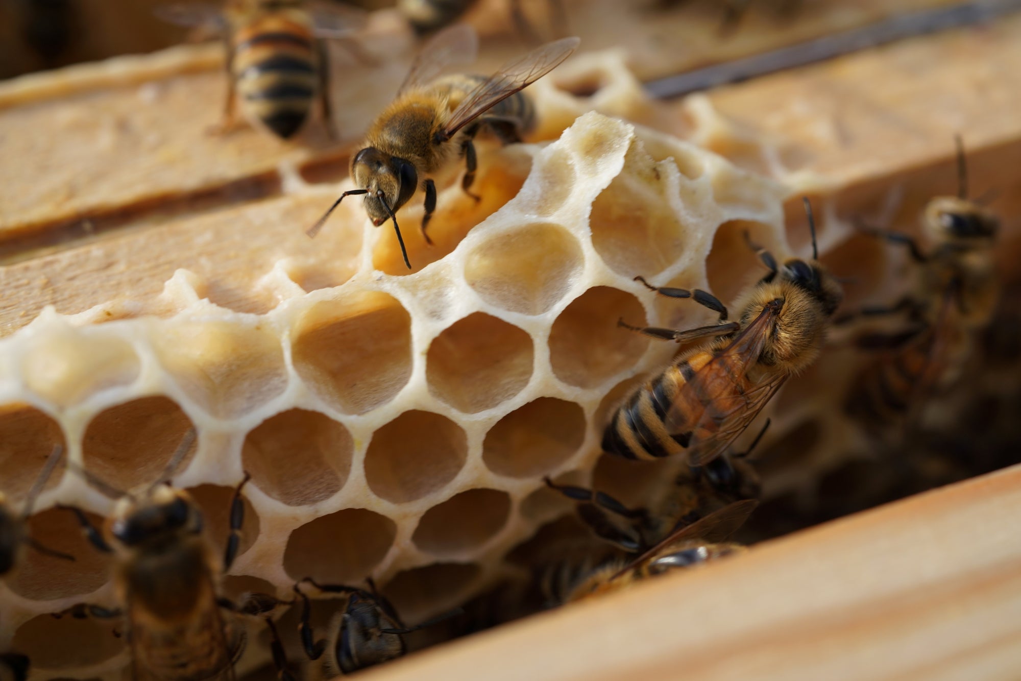 Abeilles construisant des alvéoles de cire dans une ruche urbaine à Paris