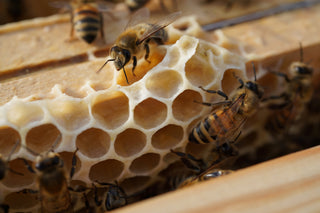Abeilles construisant des alvéoles de cire dans une ruche urbaine à Paris