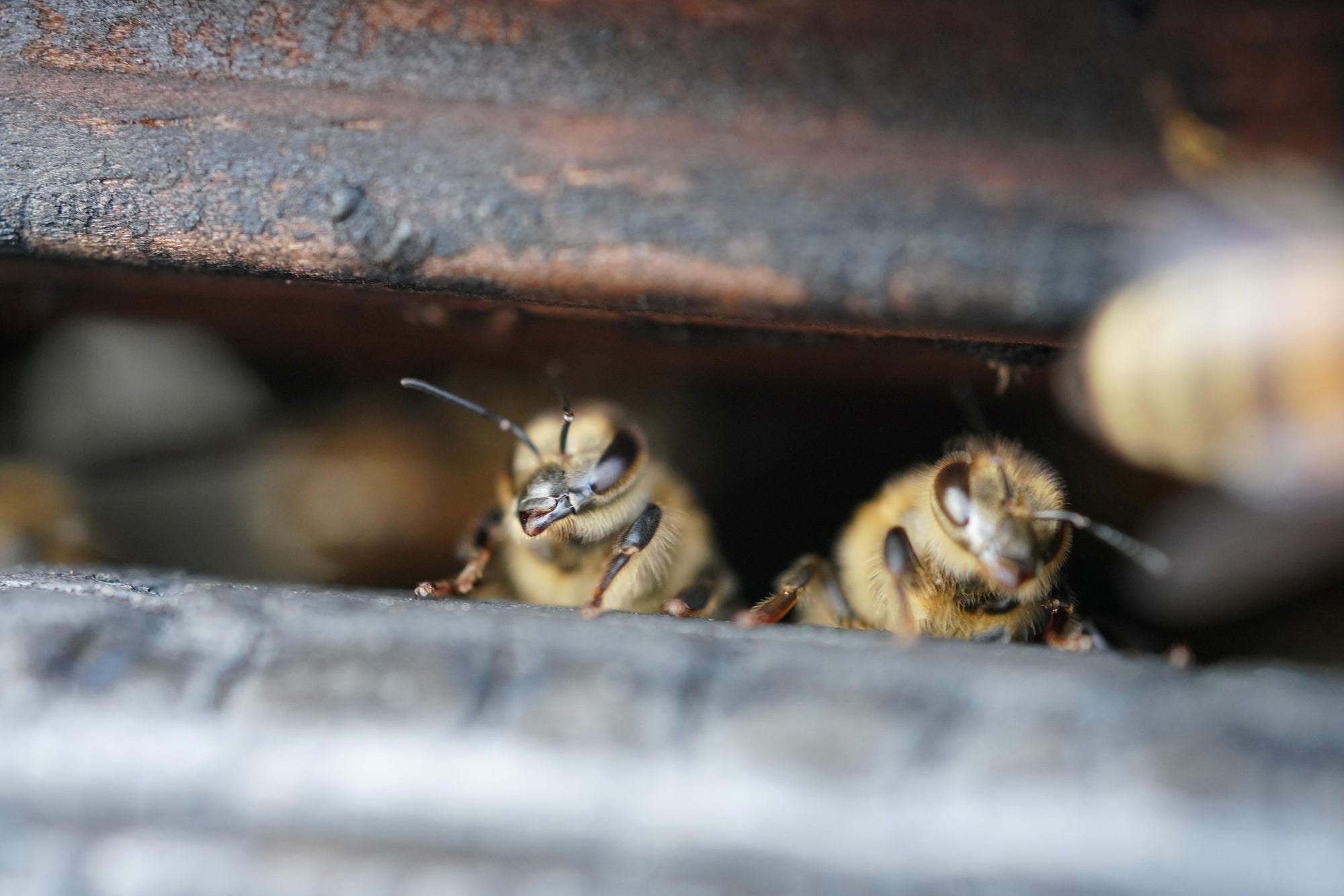 Abeilles de Paris sortant d’une ruche en bois brûlé – Les Ruches Noires