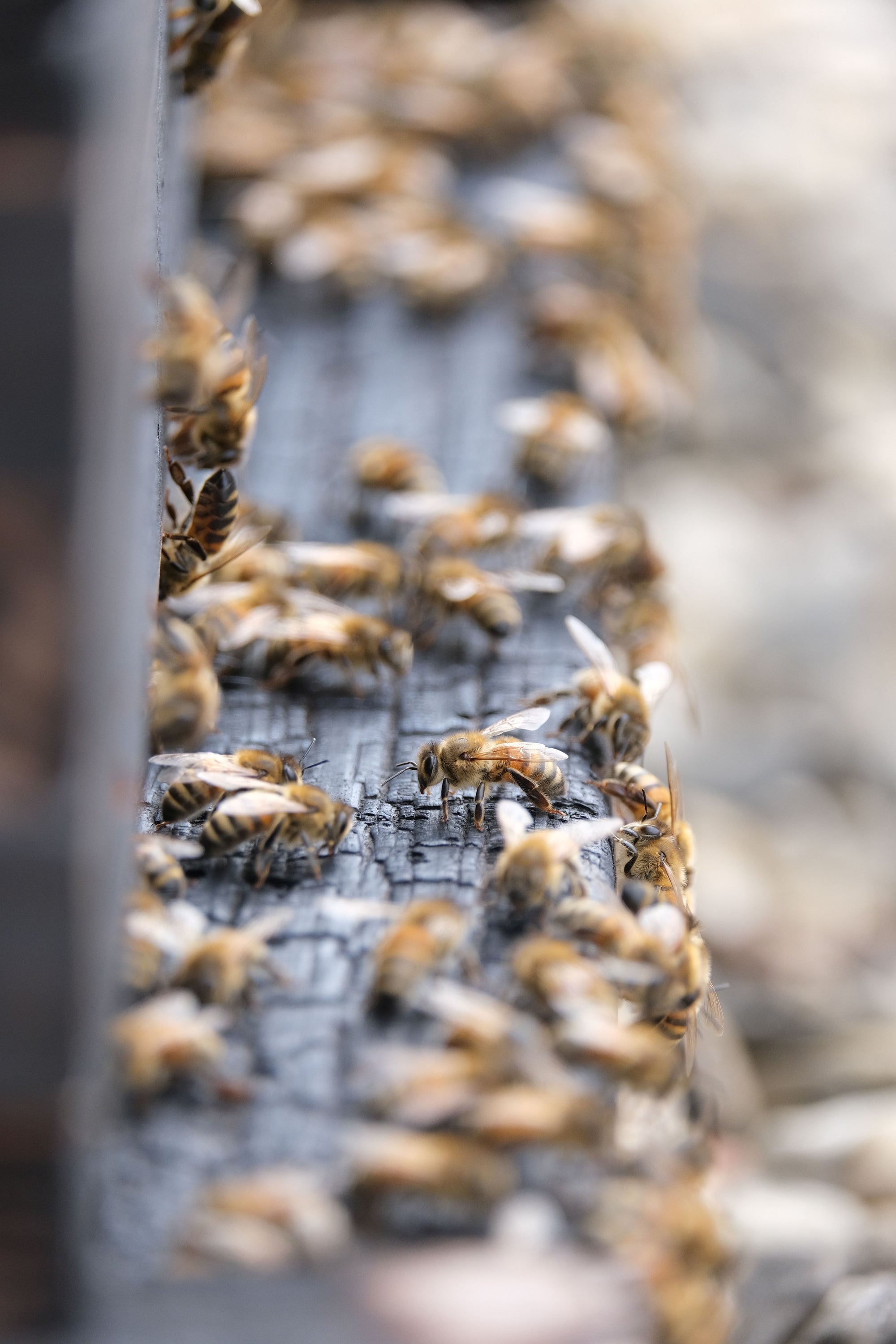 Abeilles rassemblées sur la planche de vol d’une ruche en bois brûlé à Paris - Les Ruches Noires