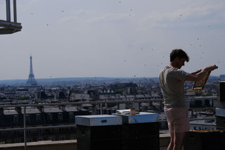 Apiculteu r observant un cadre de ruche sur un toit de Paris avec la Tour Eiffel en arrière-plan - Etienne Coz - Les ruches Noires