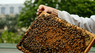 Main d’apiculteur tenant un cadre de couvain operculé couvert d’abeilles à Paris