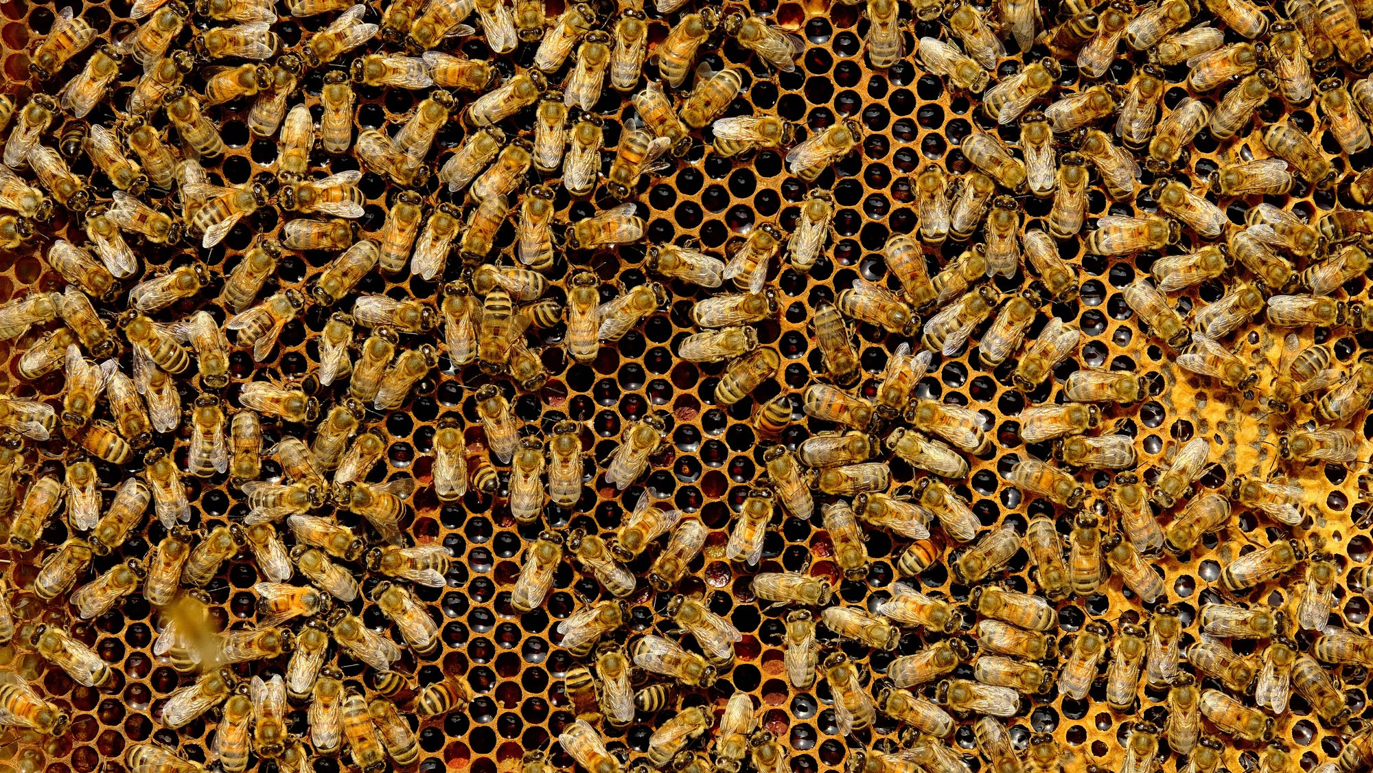 Abeilles operculant le miel dans une ruche urbaine de Paris – Les Ruches Noires