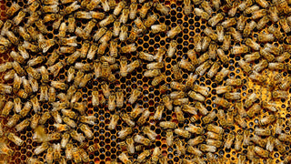 Abeilles operculant le miel dans une ruche urbaine de Paris – Les Ruches Noires