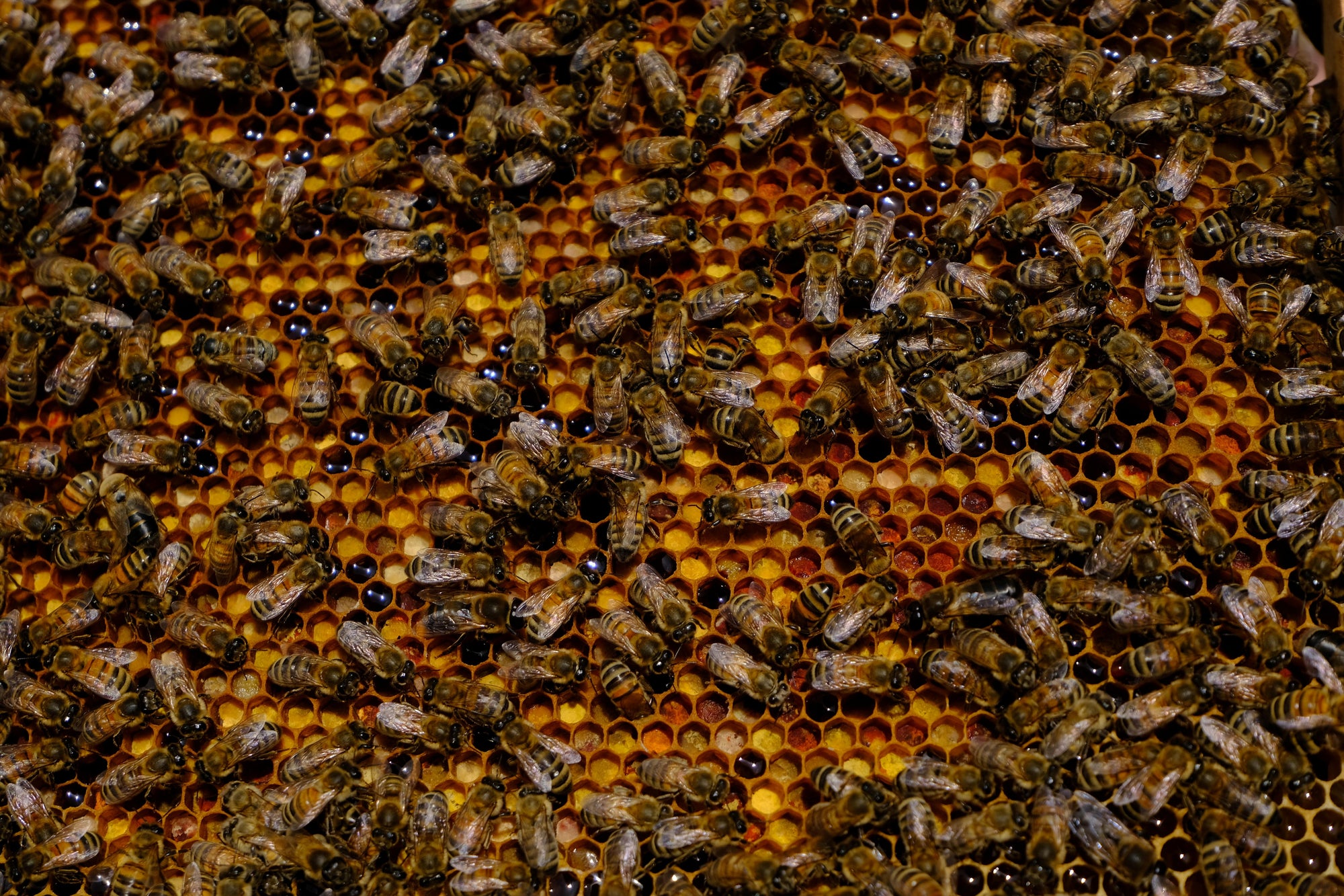 Cadre de ruche rempli de pollen, miel et abeilles – Les Ruches Noires