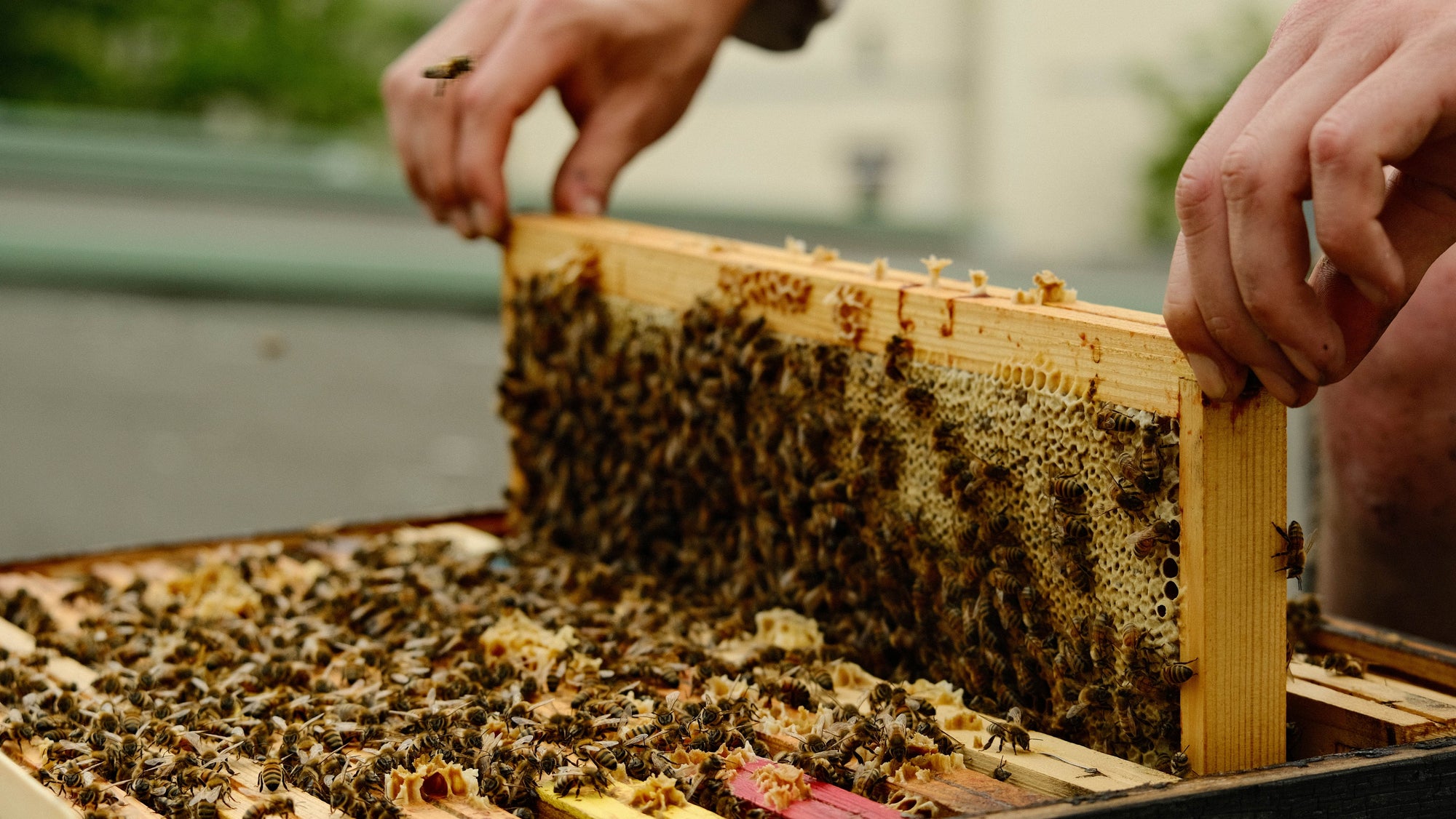Apiculteur insérant un cadre plein d’abeilles dans une ruche urbaine à Paris