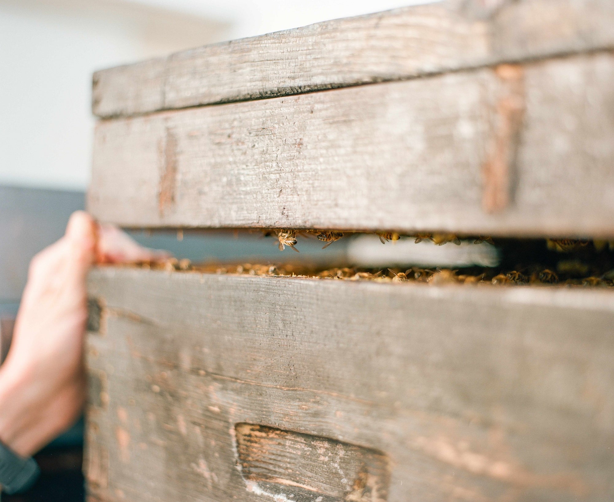 Apiculteur ouvrant une ruche en bois avec des abeilles à Paris - Les Ruches Noires