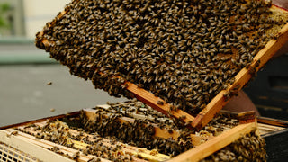 Cadre de ruche rempli d’abeilles inspecté par un apiculteur à Paris