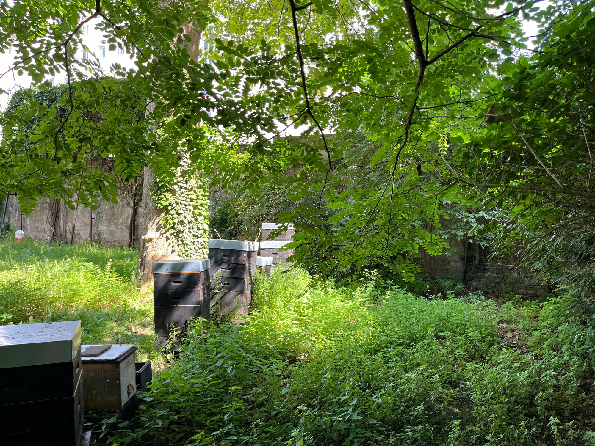 Ruches en bois brûlé dans un jardin du quartier de Nation, Paris 12e